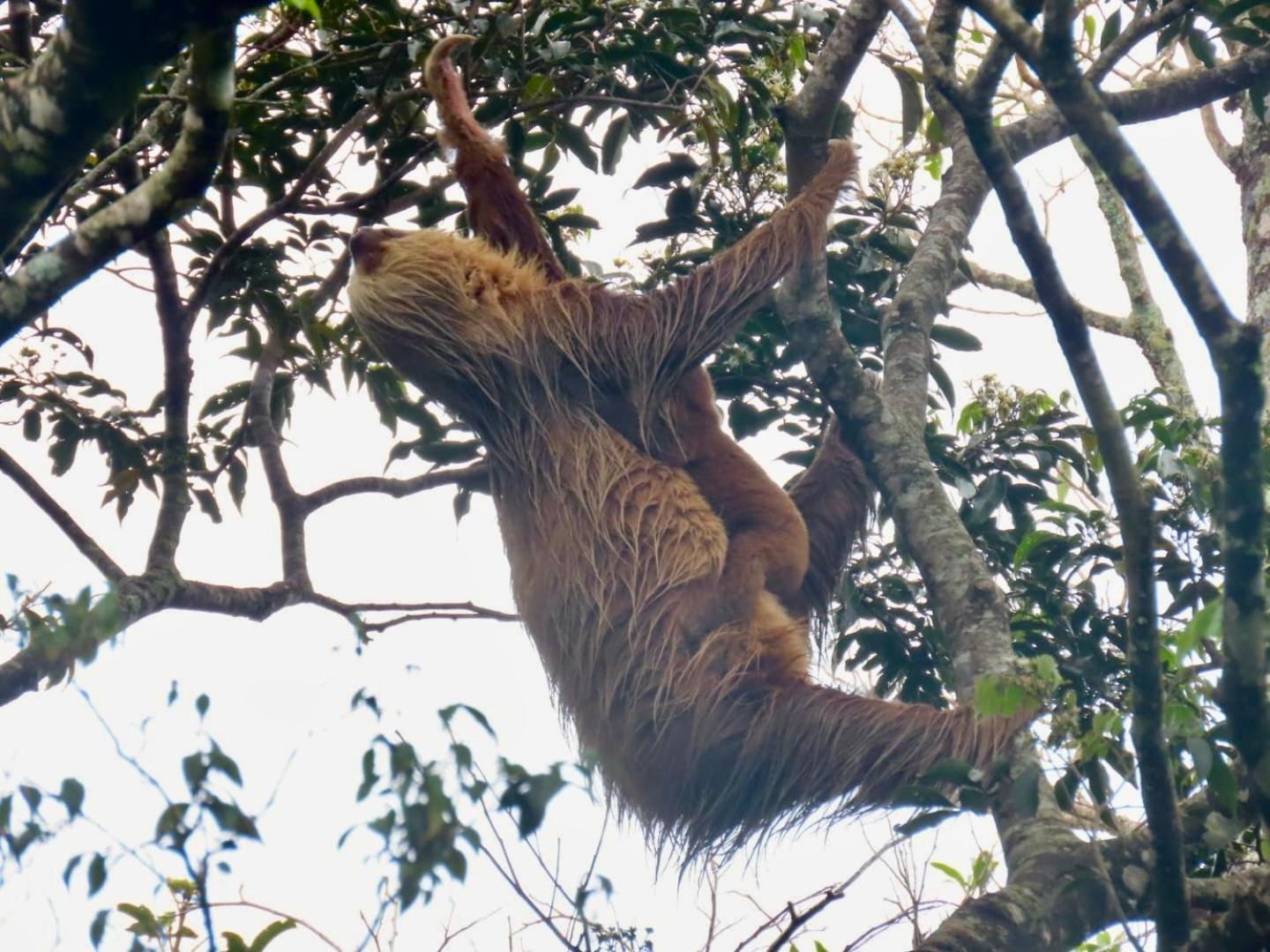Monteverde Magic Mountain Exteriör bild